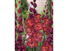 Gladiolus Bimbo 10��.  89,9�.jpg