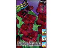 Gladiolus Black Jack 10��.  62,4�.jpg