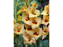 Gladiolus Bocelli 10��.  62,4�.jpg