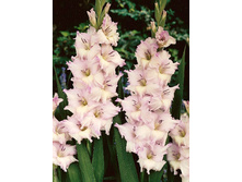 Gladiolus Boulevard 10��.  57,2�.jpg