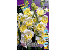 Gladiolus Buggy 79,4�. 10��..jpg