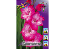 Gladiolus Cantate 10��.  89,9�.jpg