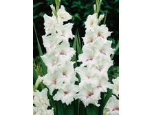 Gladiolus Cloudy 10��.  57,2�.jpg