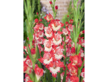 Gladiolus Comedie 10�� 99�..jpg