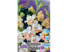 Gladiolus Crispy Frizzles 10��.  69�.jpg