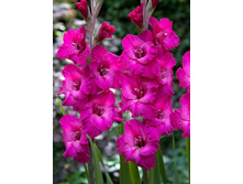 Gladiolus Dakar 10��.  572�.jpg