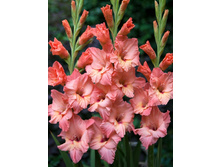 Gladiolus Cruizer 10��.  57,2�.jpg