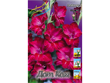 Gladiolus Dot Com 10��.  62,4�.jpg