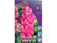 Gladiolus Fidelio 10��.  69�.jpg