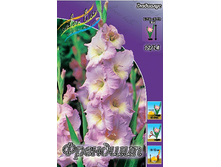 Gladiolus Friendship 10��. 66,4�.jpg