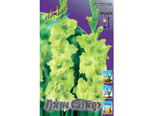 Gladiolus Green Star 10��. 72,9�..jpg