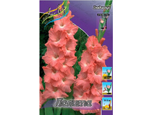 Gladiolus Lolita 57,2�. 10��..jpg