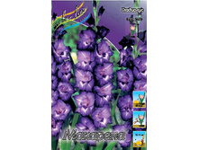 Gladiolus Macarena 57,2� 10��..jpg