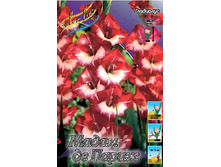 Gladiolus Madame De Paris 79,4�. 10��..jpg