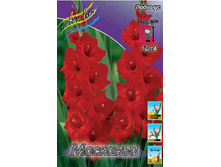 Gladiolus Mascagni 10��.  62,4�.jpg