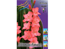 Gladiolus Monte Alto 10��.  86�.jpg
