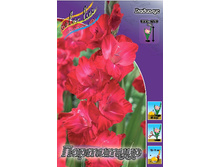 Gladiolus Partituur 10��.  89,9�.jpg