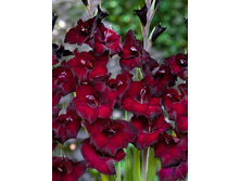Gladiolus Pescara 10��.  62,4�.jpg