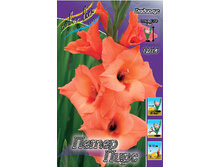 Gladiolus Peter Pears 10��.  56,2�.jpg
