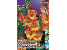 Gladiolus Pr Margaret Rose 10��. 72,9�.jpg
