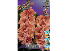 Gladiolus Praha 10��.  72,9�.jpg