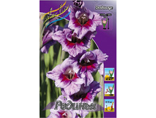 Gladiolus Redinha 10��.  86�.jpg