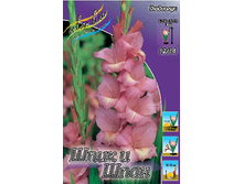 Gladiolus Spic And Span 10��.  71,6�.jpg