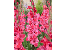 Gladiolus Titanic 10��.  86�.jpg