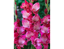 Gladiolus Twister 10��.  62,4�.jpg