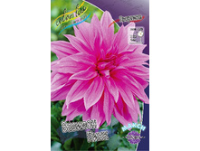 BABYLON PINK 61,2�..jpg