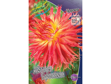 Dahlia Aitara Bronwyn 65,9�.jpg