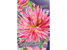 Dahlia Alain Mimoun 65,9�.jpg