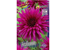 Dahlia Ambition 59,9�.jpg