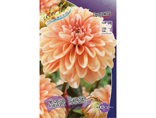 Dahlia Anne Elise 65,2�.jpg