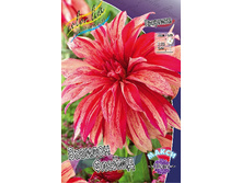Dahlia Babylon Flamed 61,20.jpg