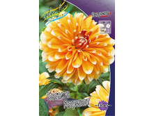Dahlia Bahama Apricot 56,5�.jpg