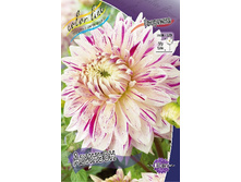 Dahlia Avignon 63,2�.jpg