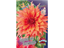 Dahlia Belle of Barmera 63,2�.jpg