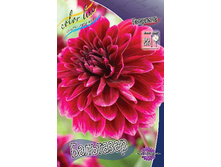 Dahlia Balthasar 63,2�.jpg
