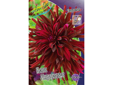 Dahlia Black Narcissus 64,6�.jpg