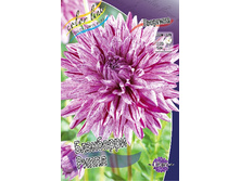 Dahlia Blackberry Ripple 64,6�.jpg