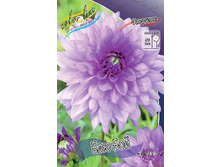 Dahlia Blue Boy 63,2�.jpg