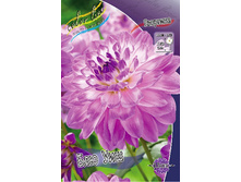 Dahlia Blue Wish 61,2�.jpg