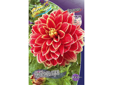 Dahlia Caballero 66,6�.jpg