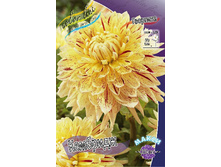 Dahlia Cambridge 63,2�.jpg