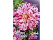Dahlia Bristol Stripe 63,2�.jpg