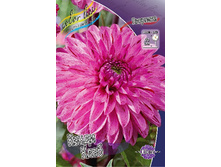 Dahlia Candy Club 63,6�.jpg