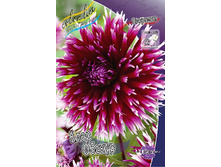 Dahlia Clair Obscur 66,6�.jpg