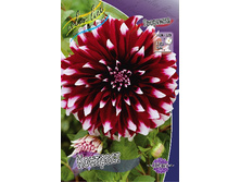 Dahlia Contraste 73,3�.jpg