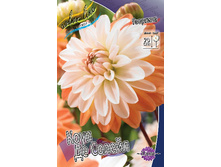 Dahlia Coup de Soleil 59,9�.jpg